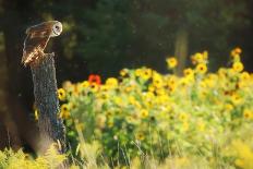 Sea of Sunflowers-Carrie Ann Grippo-Pike-Photographic Print