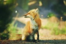 Fox and Friend-Carrie Ann Grippo-Pike-Photographic Print