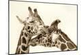 Photographic Print