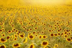 Sea of Sunflowers-Carrie Ann Grippo-Pike-Photographic Print