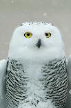 Snowy Owl In Flight-Carrie Ann Grippo-Pike-Framed Premier Image Canvas