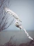 Snowy Owl In Flight-Carrie Ann Grippo-Pike-Framed Premier Image Canvas
