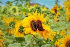 Sea of Sunflowers-Carrie Ann Grippo-Pike-Photographic Print