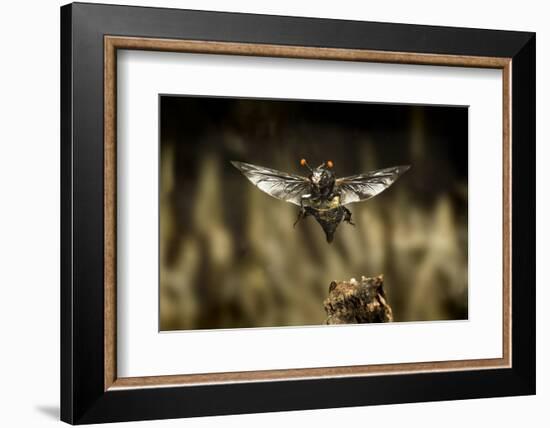 Carrion Beetle (Nicrophorus Carolinensis) In Flight With Parasitic Mites Living On Exoskeleton-Michael Durham-Framed Photographic Print