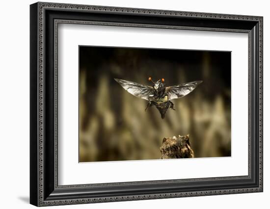 Carrion Beetle (Nicrophorus Carolinensis) In Flight With Parasitic Mites Living On Exoskeleton-Michael Durham-Framed Photographic Print