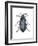 Carrion Beetle (Silpha Ramosa), Insects-Encyclopaedia Britannica-Framed Art Print