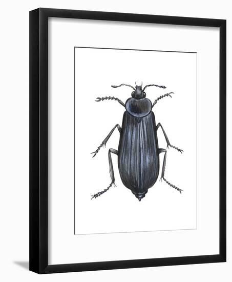 Carrion Beetle (Silpha Ramosa), Insects-Encyclopaedia Britannica-Framed Art Print