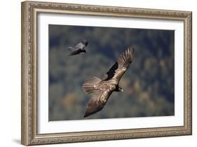 Carrion crow (Corvus corone corone) mobbing Lammergeier (Gypaetus barbatus) Spain-Markus Varesvuo-Framed Photographic Print