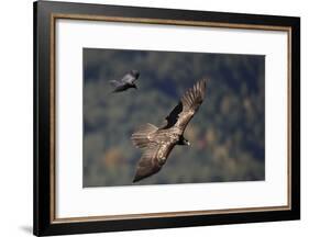 Carrion crow (Corvus corone corone) mobbing Lammergeier (Gypaetus barbatus) Spain-Markus Varesvuo-Framed Photographic Print