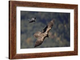 Carrion crow (Corvus corone corone) mobbing Lammergeier (Gypaetus barbatus) Spain-Markus Varesvuo-Framed Photographic Print