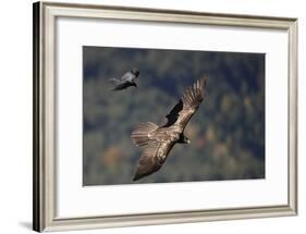 Carrion crow (Corvus corone corone) mobbing Lammergeier (Gypaetus barbatus) Spain-Markus Varesvuo-Framed Photographic Print