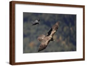 Carrion crow (Corvus corone corone) mobbing Lammergeier (Gypaetus barbatus) Spain-Markus Varesvuo-Framed Photographic Print