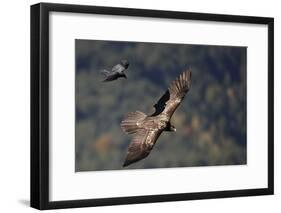 Carrion crow (Corvus corone corone) mobbing Lammergeier (Gypaetus barbatus) Spain-Markus Varesvuo-Framed Photographic Print