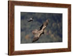 Carrion crow (Corvus corone corone) mobbing Lammergeier (Gypaetus barbatus) Spain-Markus Varesvuo-Framed Photographic Print