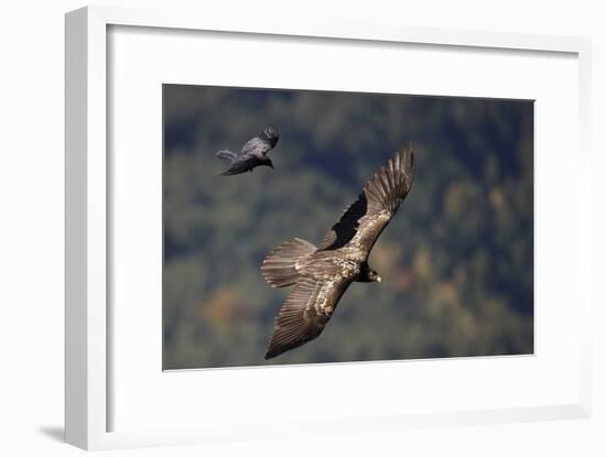 Carrion crow (Corvus corone corone) mobbing Lammergeier (Gypaetus barbatus) Spain-Markus Varesvuo-Framed Photographic Print