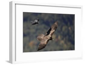 Carrion crow (Corvus corone corone) mobbing Lammergeier (Gypaetus barbatus) Spain-Markus Varesvuo-Framed Photographic Print