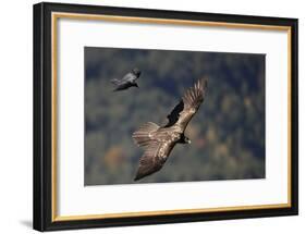 Carrion crow (Corvus corone corone) mobbing Lammergeier (Gypaetus barbatus) Spain-Markus Varesvuo-Framed Photographic Print