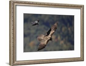 Carrion crow (Corvus corone corone) mobbing Lammergeier (Gypaetus barbatus) Spain-Markus Varesvuo-Framed Photographic Print