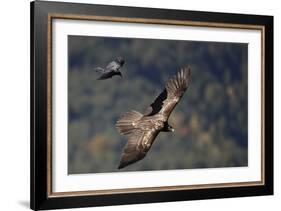 Carrion crow (Corvus corone corone) mobbing Lammergeier (Gypaetus barbatus) Spain-Markus Varesvuo-Framed Photographic Print