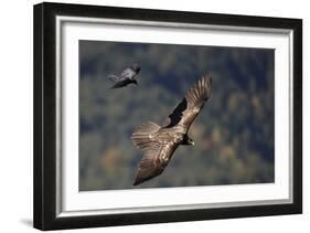 Carrion crow (Corvus corone corone) mobbing Lammergeier (Gypaetus barbatus) Spain-Markus Varesvuo-Framed Photographic Print