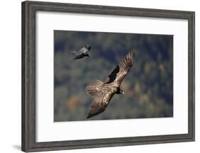 Carrion crow (Corvus corone corone) mobbing Lammergeier (Gypaetus barbatus) Spain-Markus Varesvuo-Framed Photographic Print