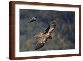Carrion crow (Corvus corone corone) mobbing Lammergeier (Gypaetus barbatus) Spain-Markus Varesvuo-Framed Photographic Print