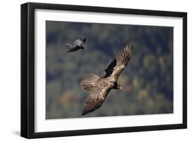 Carrion crow (Corvus corone corone) mobbing Lammergeier (Gypaetus barbatus) Spain-Markus Varesvuo-Framed Photographic Print