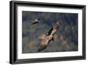 Carrion crow (Corvus corone corone) mobbing Lammergeier (Gypaetus barbatus) Spain-Markus Varesvuo-Framed Photographic Print