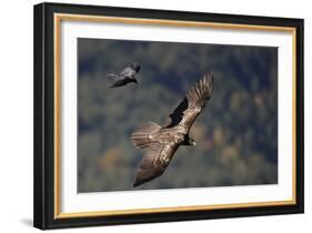 Carrion crow (Corvus corone corone) mobbing Lammergeier (Gypaetus barbatus) Spain-Markus Varesvuo-Framed Photographic Print