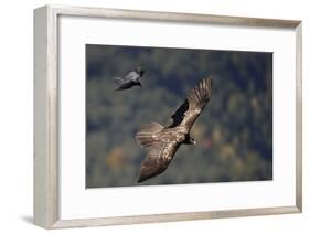 Carrion crow (Corvus corone corone) mobbing Lammergeier (Gypaetus barbatus) Spain-Markus Varesvuo-Framed Photographic Print