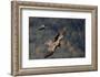 Carrion crow (Corvus corone corone) mobbing Lammergeier (Gypaetus barbatus) Spain-Markus Varesvuo-Framed Photographic Print