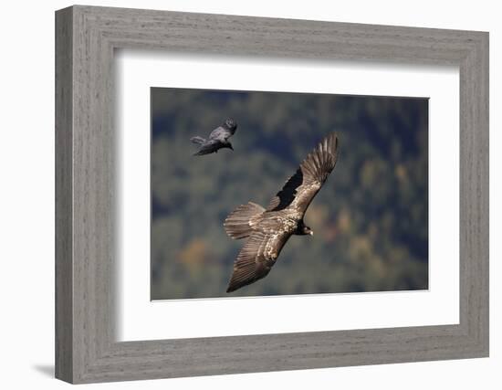 Carrion crow (Corvus corone corone) mobbing Lammergeier (Gypaetus barbatus) Spain-Markus Varesvuo-Framed Photographic Print