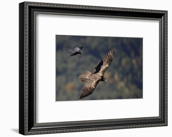 Carrion crow (Corvus corone corone) mobbing Lammergeier (Gypaetus barbatus) Spain-Markus Varesvuo-Framed Photographic Print