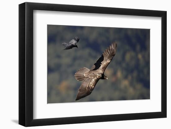 Carrion crow (Corvus corone corone) mobbing Lammergeier (Gypaetus barbatus) Spain-Markus Varesvuo-Framed Photographic Print