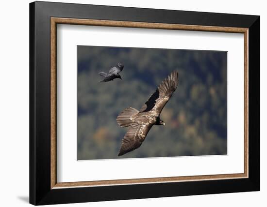 Carrion crow (Corvus corone corone) mobbing Lammergeier (Gypaetus barbatus) Spain-Markus Varesvuo-Framed Photographic Print