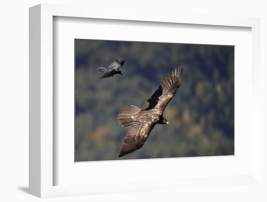 Carrion crow (Corvus corone corone) mobbing Lammergeier (Gypaetus barbatus) Spain-Markus Varesvuo-Framed Photographic Print