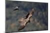 Carrion crow (Corvus corone corone) mobbing Lammergeier (Gypaetus barbatus) Spain-Markus Varesvuo-Mounted Photographic Print