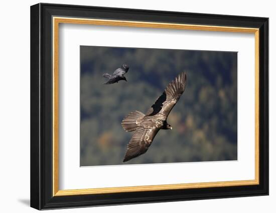 Carrion crow (Corvus corone corone) mobbing Lammergeier (Gypaetus barbatus) Spain-Markus Varesvuo-Framed Photographic Print