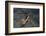 Carrion crow (Corvus corone corone) mobbing Lammergeier (Gypaetus barbatus) Spain-Markus Varesvuo-Framed Photographic Print