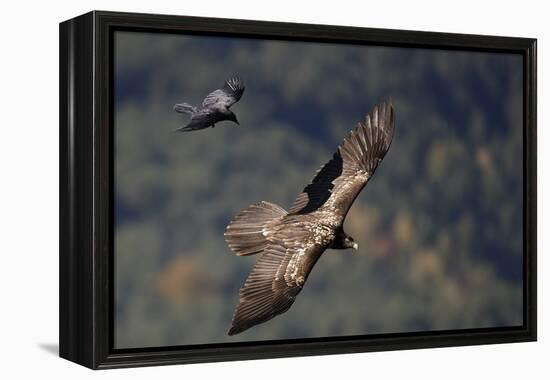 Carrion crow (Corvus corone corone) mobbing Lammergeier (Gypaetus barbatus) Spain-Markus Varesvuo-Framed Premier Image Canvas