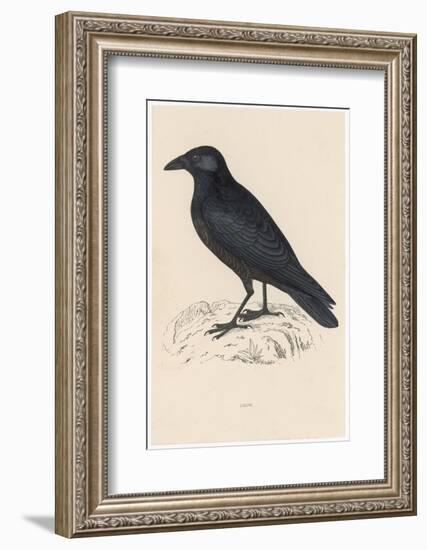 Carrion Crow-Reverend Francis O. Morris-Framed Photographic Print