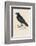 Carrion Crow-Reverend Francis O. Morris-Framed Photographic Print