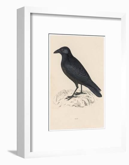 Carrion Crow-Reverend Francis O. Morris-Framed Photographic Print