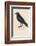 Carrion Crow-Reverend Francis O. Morris-Framed Photographic Print