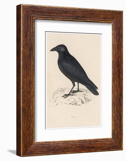 Carrion Crow-Reverend Francis O. Morris-Framed Photographic Print