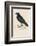 Carrion Crow-Reverend Francis O. Morris-Framed Photographic Print