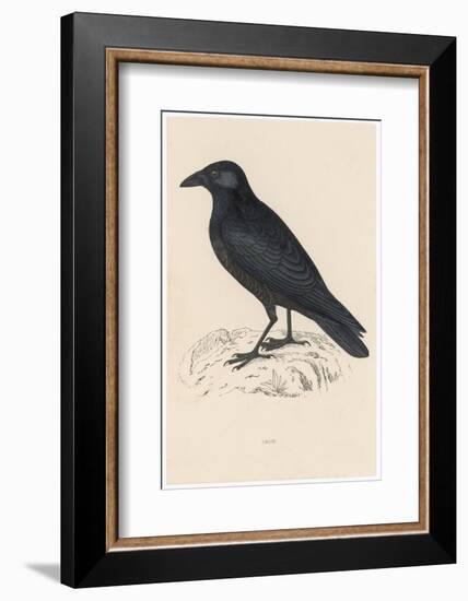 Carrion Crow-Reverend Francis O. Morris-Framed Photographic Print