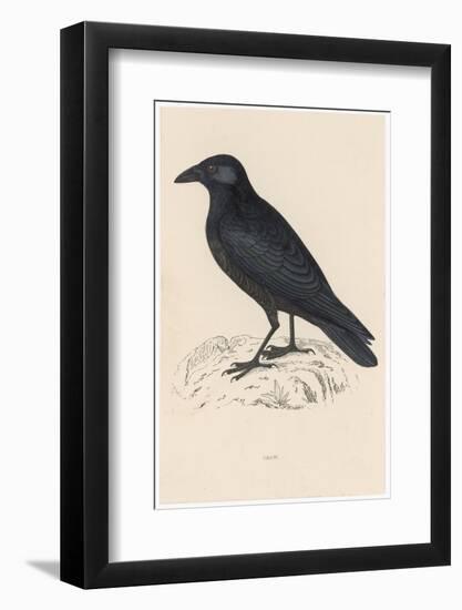 Carrion Crow-Reverend Francis O. Morris-Framed Photographic Print