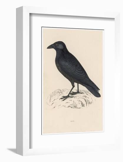 Carrion Crow-Reverend Francis O. Morris-Framed Photographic Print