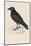 Carrion Crow-Reverend Francis O. Morris-Mounted Photographic Print